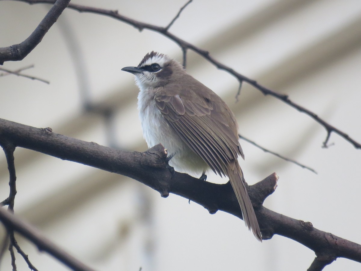 Yellow-vented Bulbul (Philippine) - ML645595223