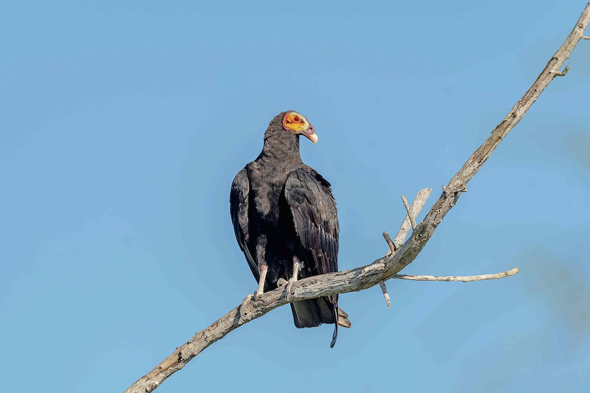 Lesser Yellow-headed Vulture - ML645595224