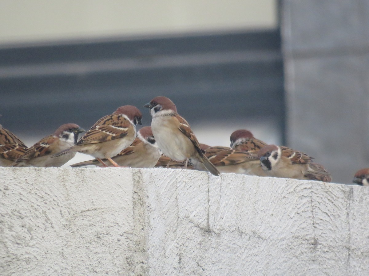 Eurasian Tree Sparrow - ML645595225