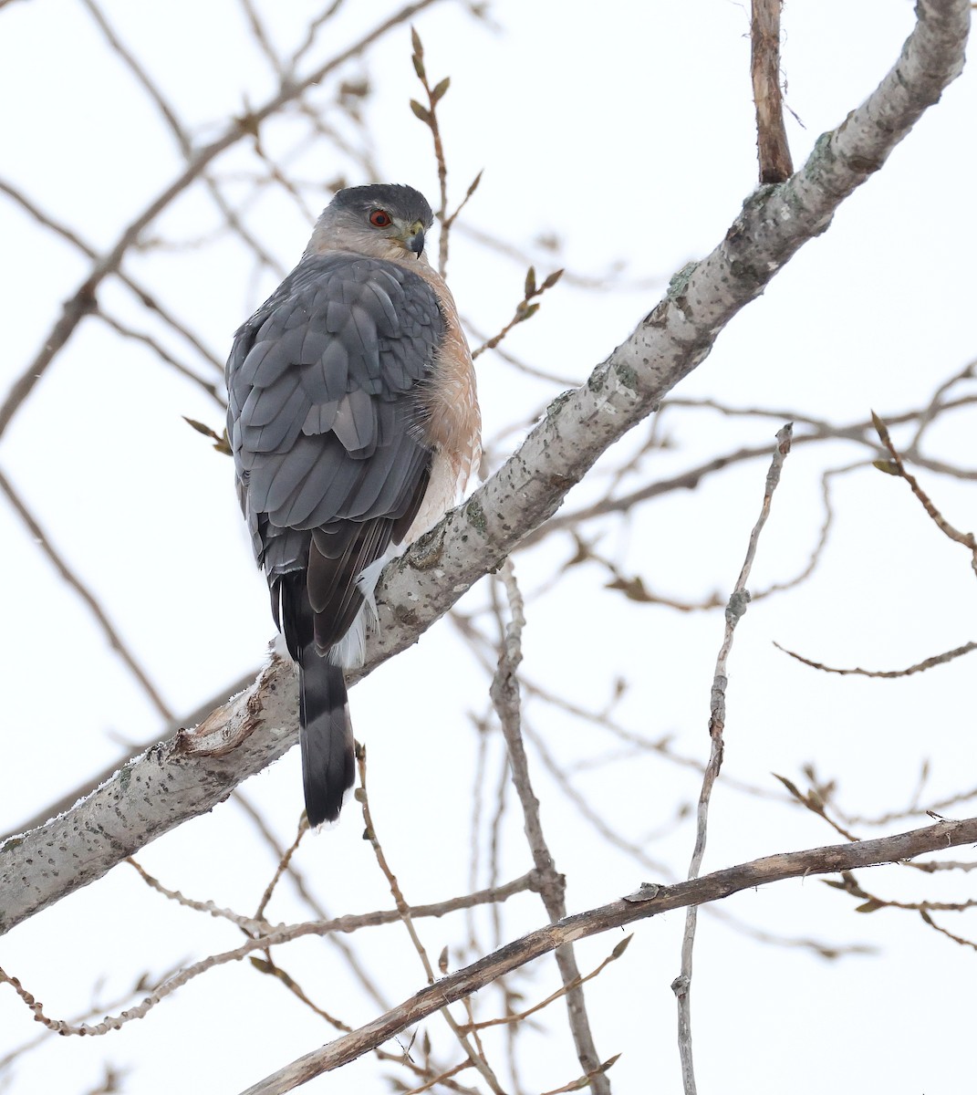 Cooper's Hawk - ML645595226