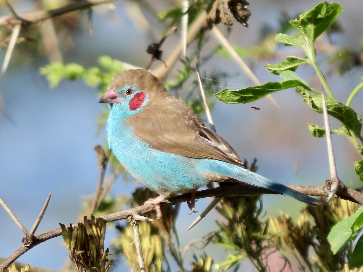 Red-cheeked Cordonbleu - ML645595229