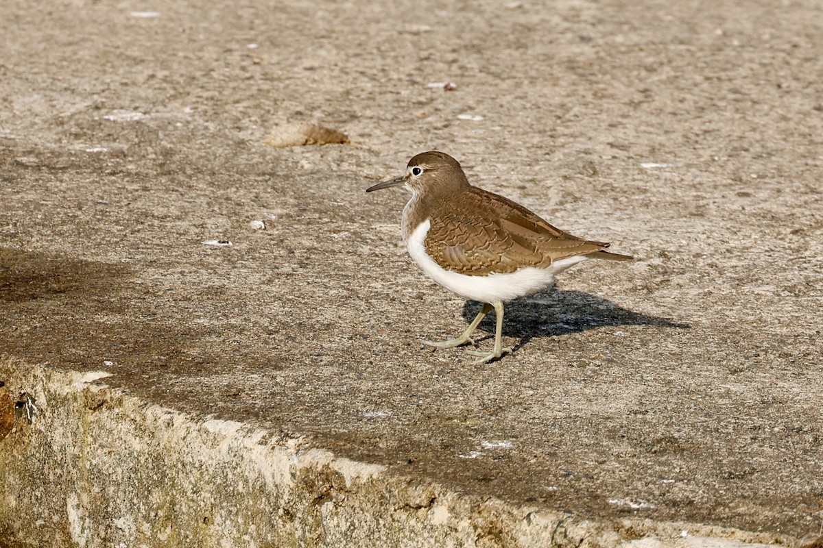 Common Sandpiper - ML645595233