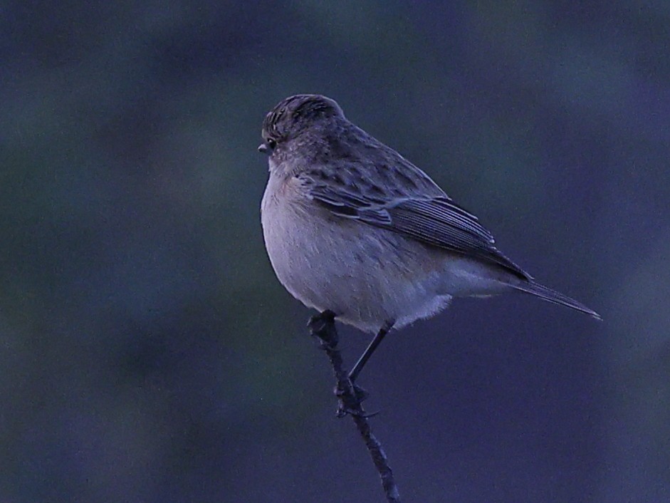 Taiga Flycatcher - ML645595234