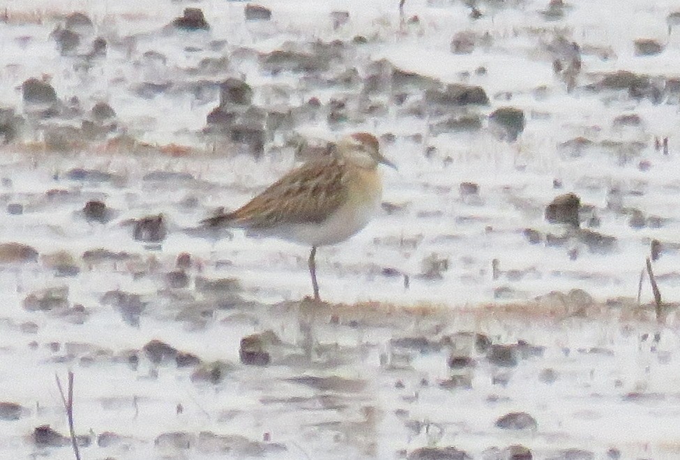 Sharp-tailed Sandpiper - ML645595236