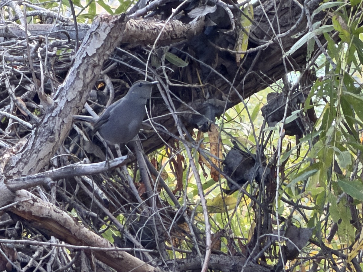 Gray Catbird - ML645595240