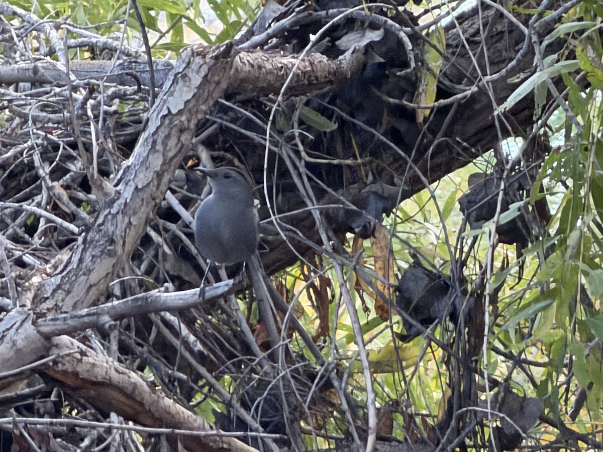 Gray Catbird - ML645595241