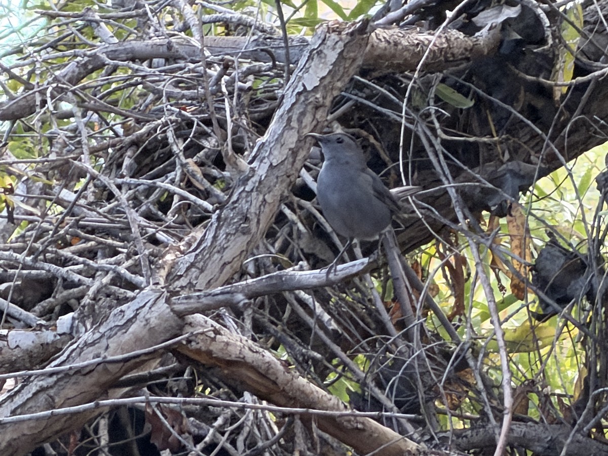 Gray Catbird - ML645595242