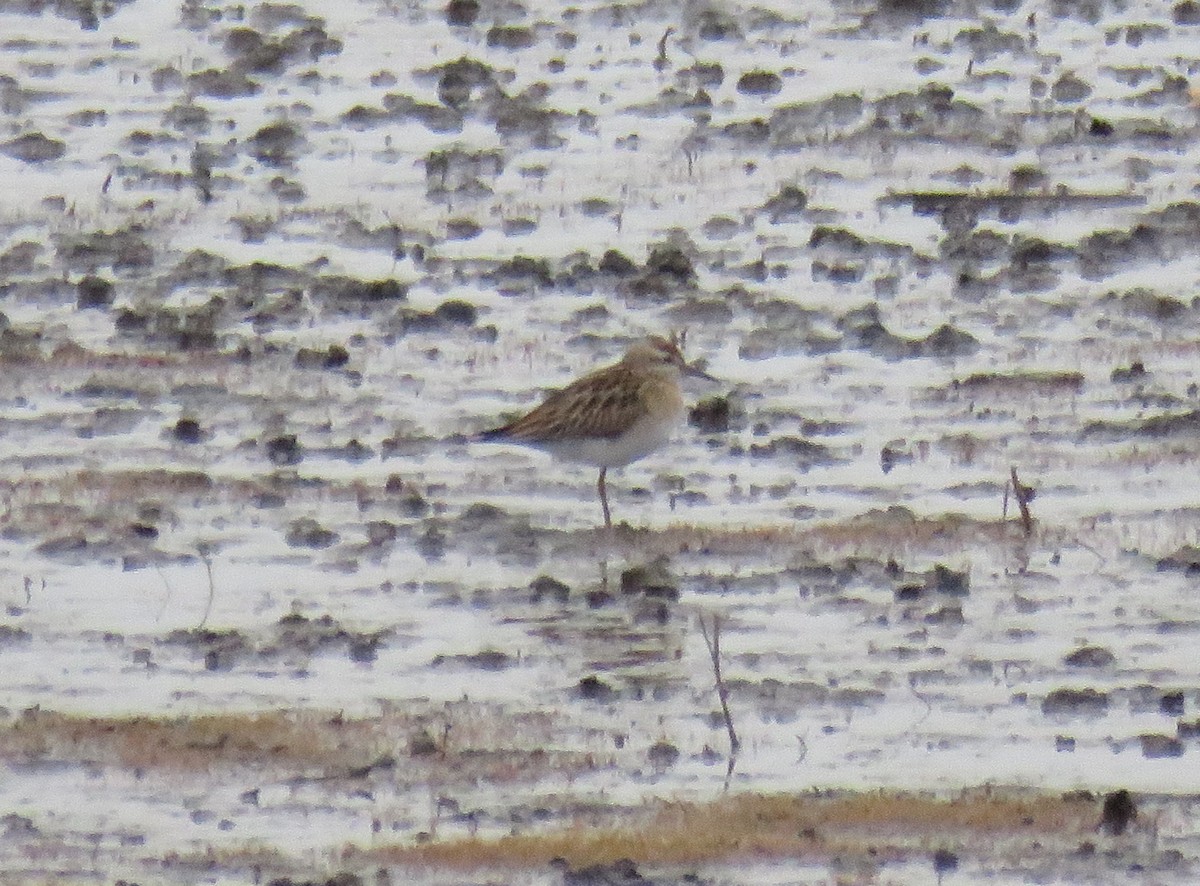 Sharp-tailed Sandpiper - ML645595250