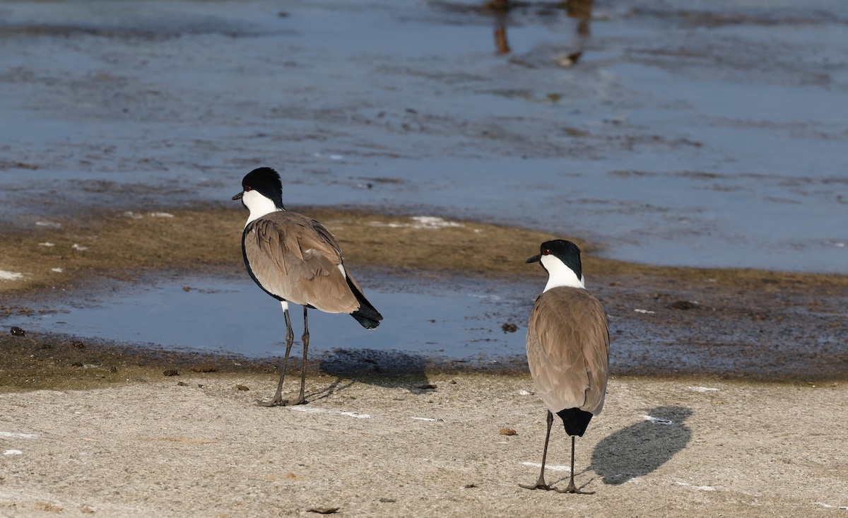 Vanneau à éperons - ML645595252