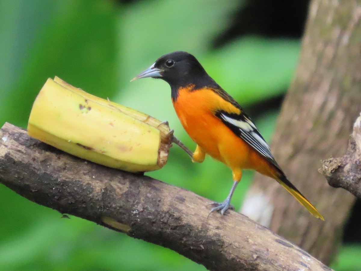 Балтиморский трупиал - ML645595265