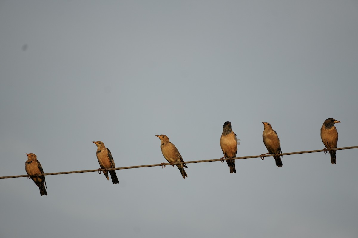 Rosy Starling - ML645595267