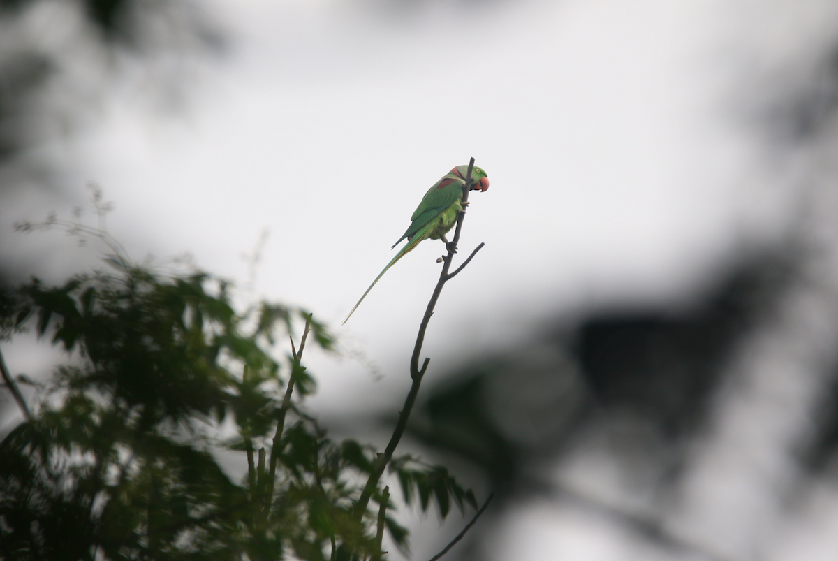 Alexandrine Parakeet - ML645595309