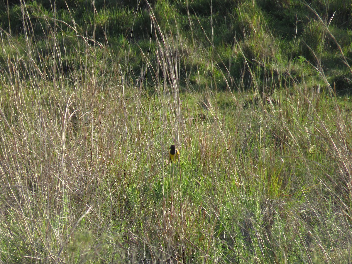Yellow-rumped Marshbird - ML645595317