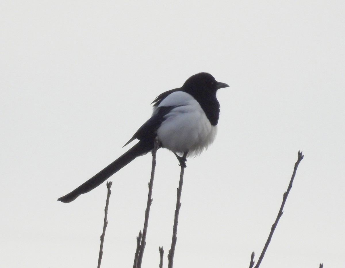 Eurasian Magpie - ML645595325