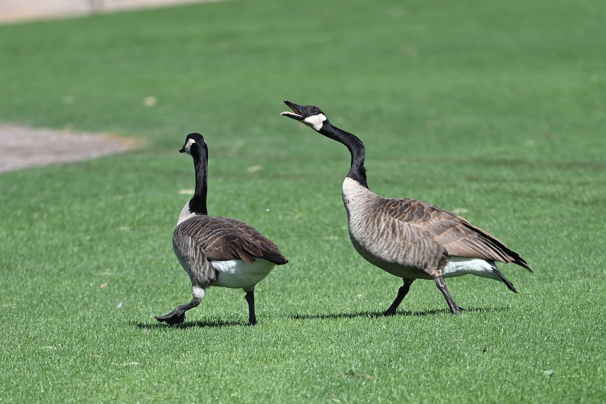 ברנטה קנדית - ML645595333