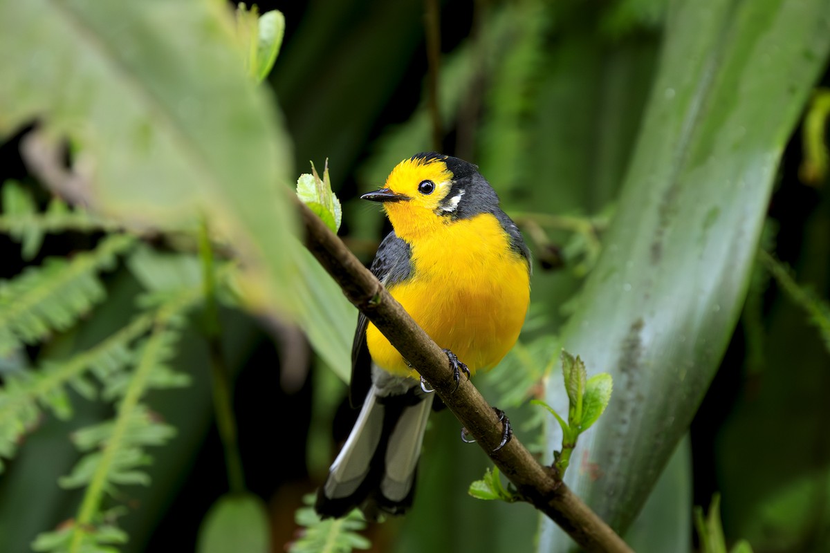 キンガシラアメリカムシクイ - ML645595348