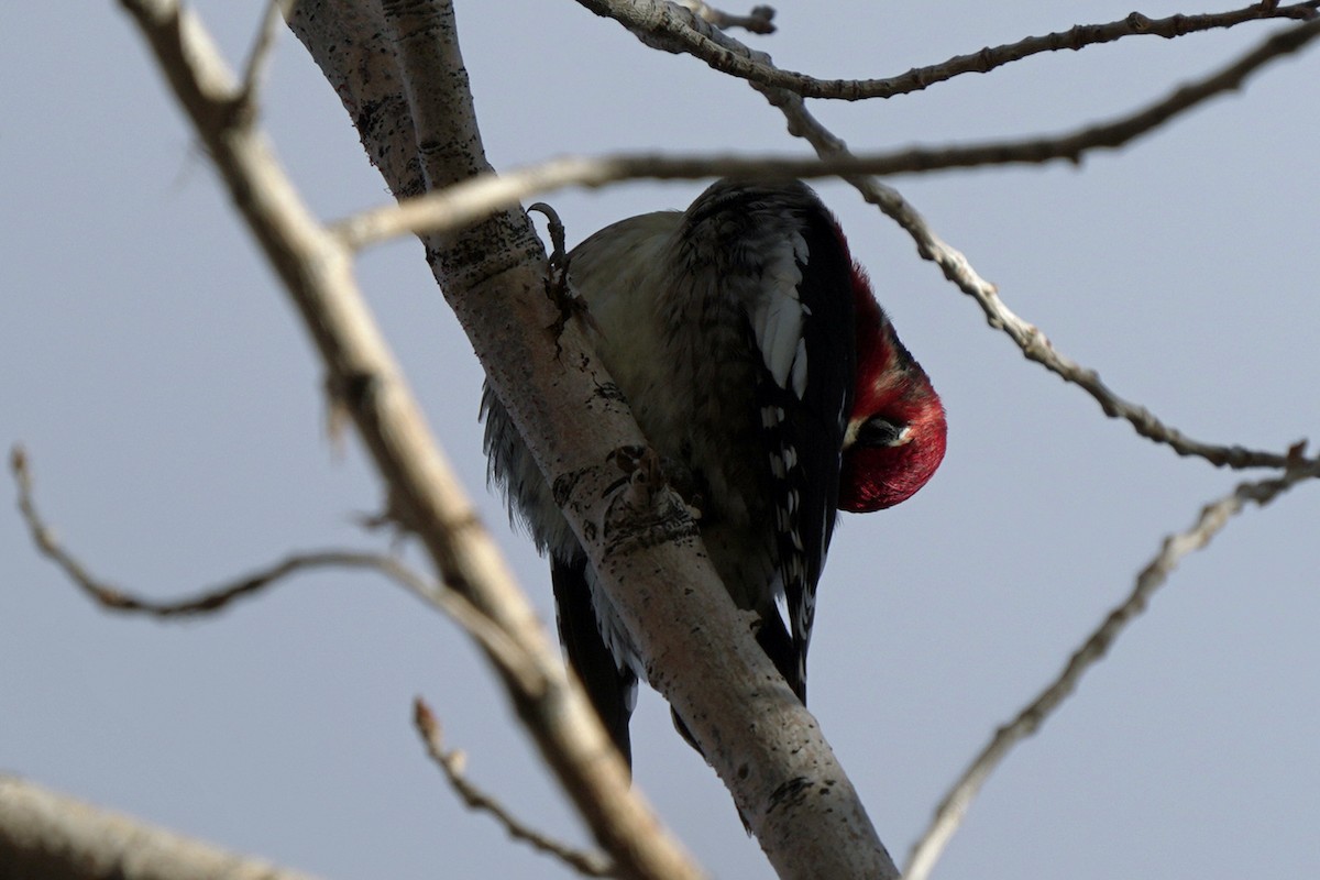 Red-breasted Sapsucker - ML645595349