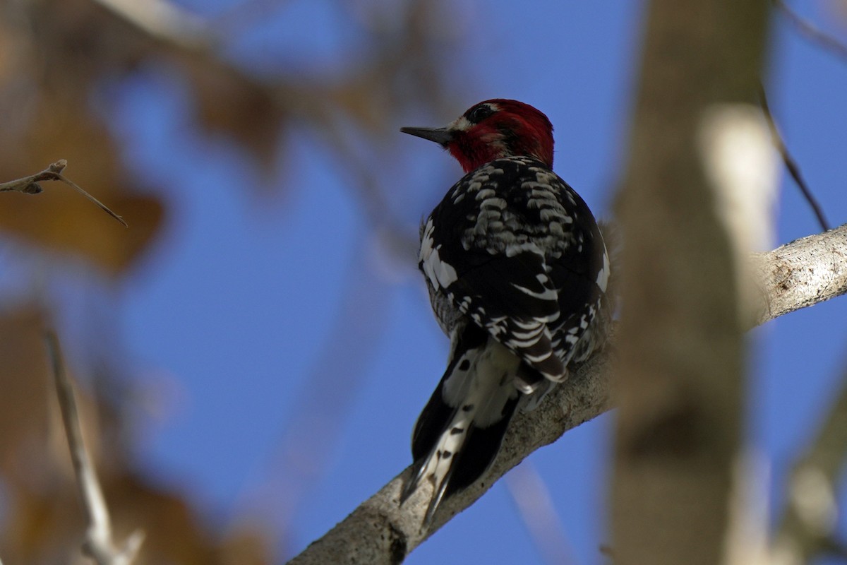 Red-breasted Sapsucker - ML645595350