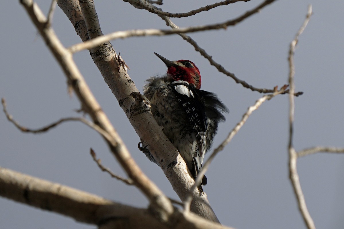 Red-breasted Sapsucker - ML645595351