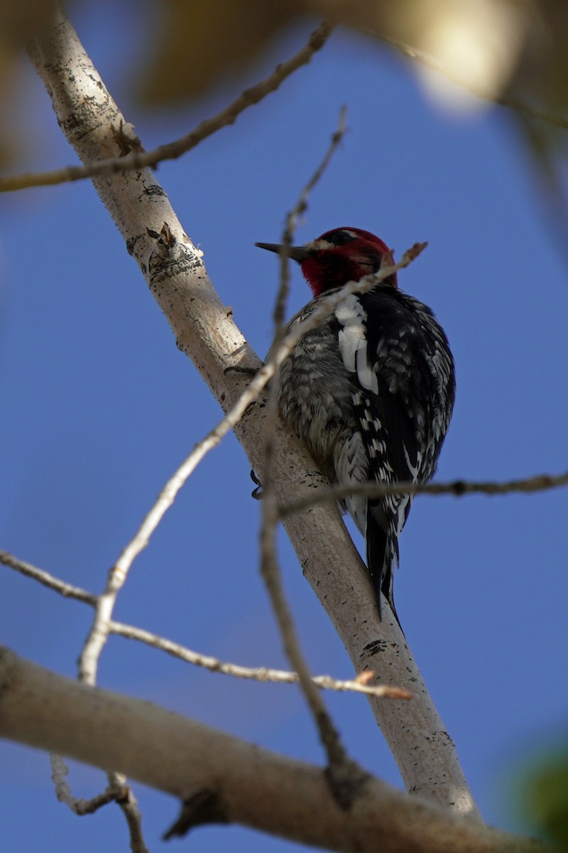Red-breasted Sapsucker - ML645595352