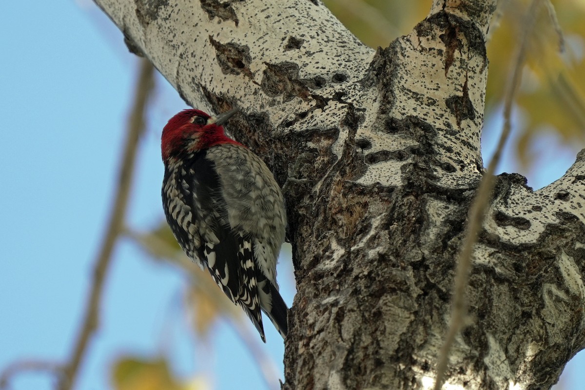 Red-breasted Sapsucker - ML645595354