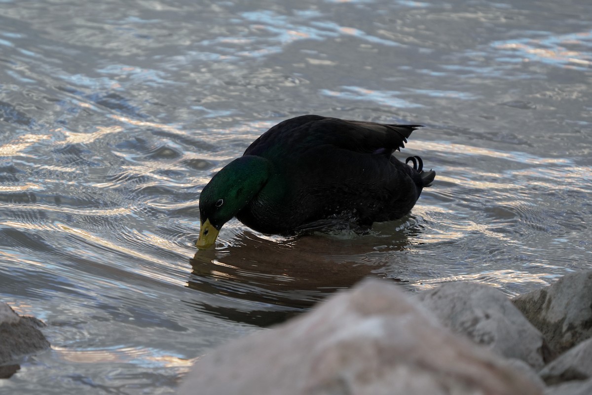 Yeşilbaş (evcil tip) - ML645595356