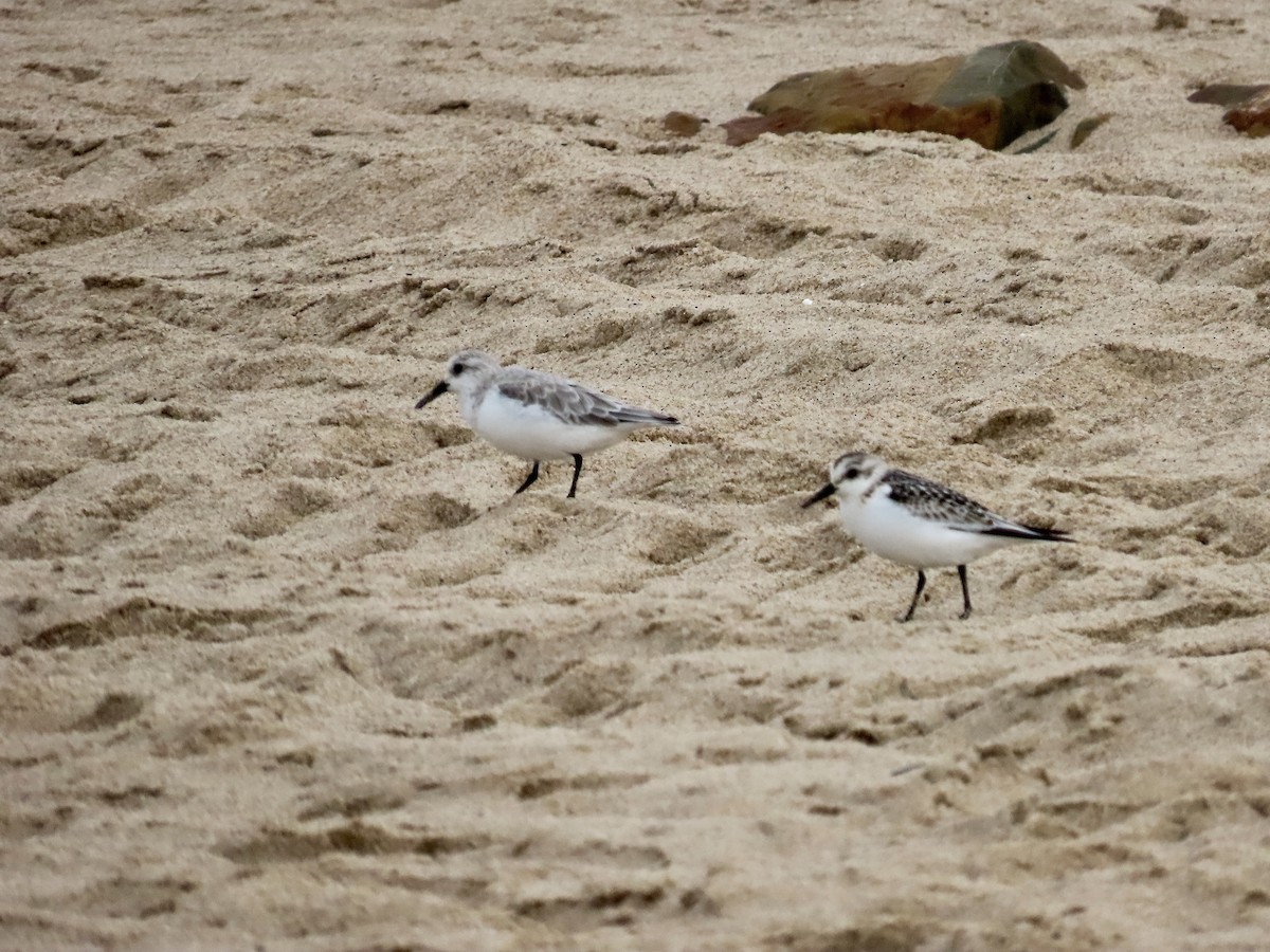 Txirri zuria - ML645595367