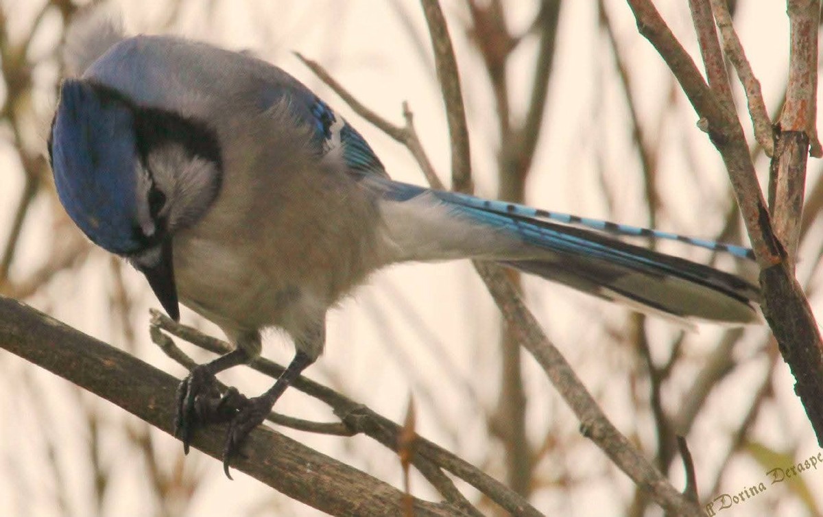 Geai bleu - ML645595401