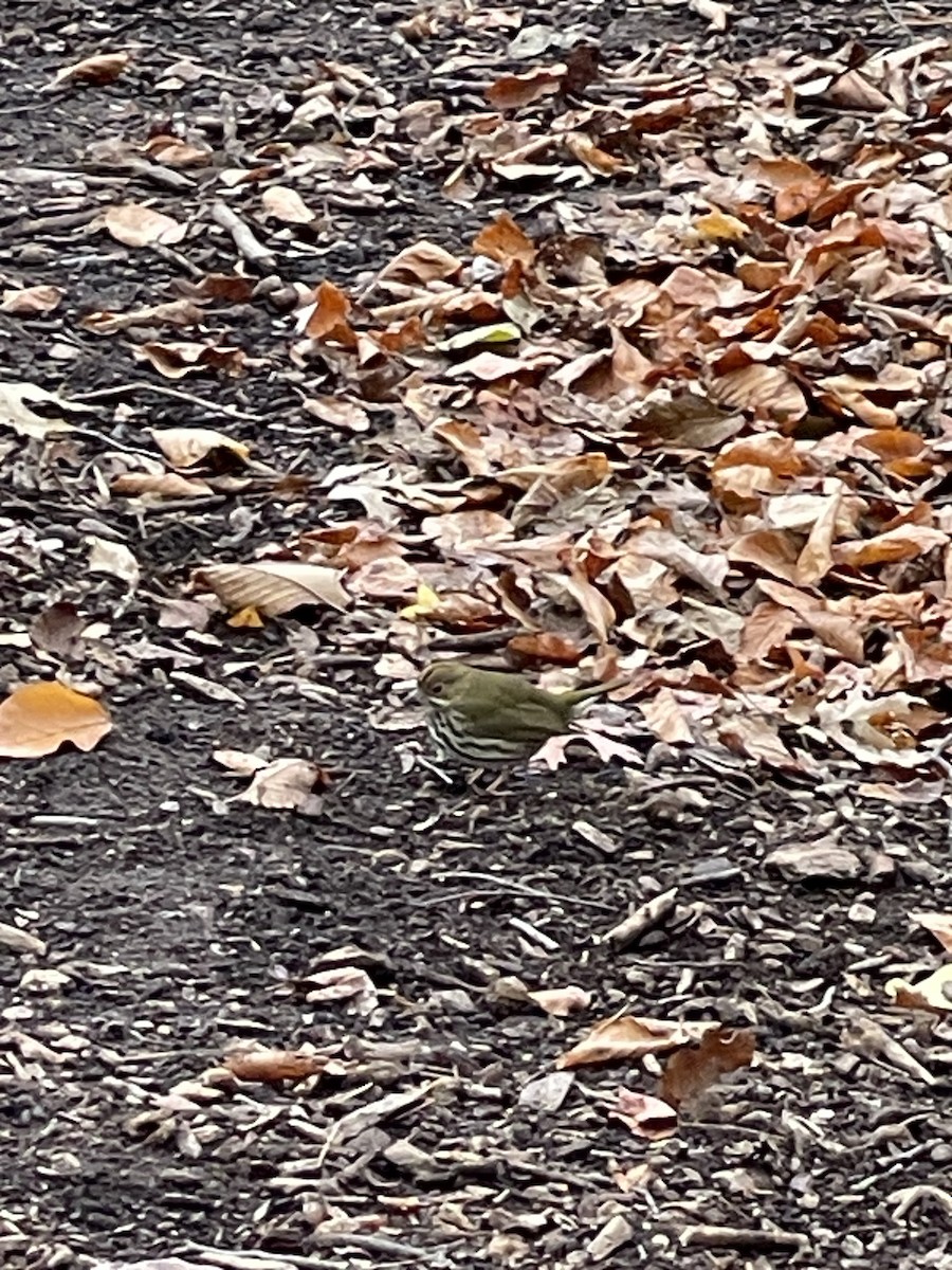 Ovenbird - ML645595408