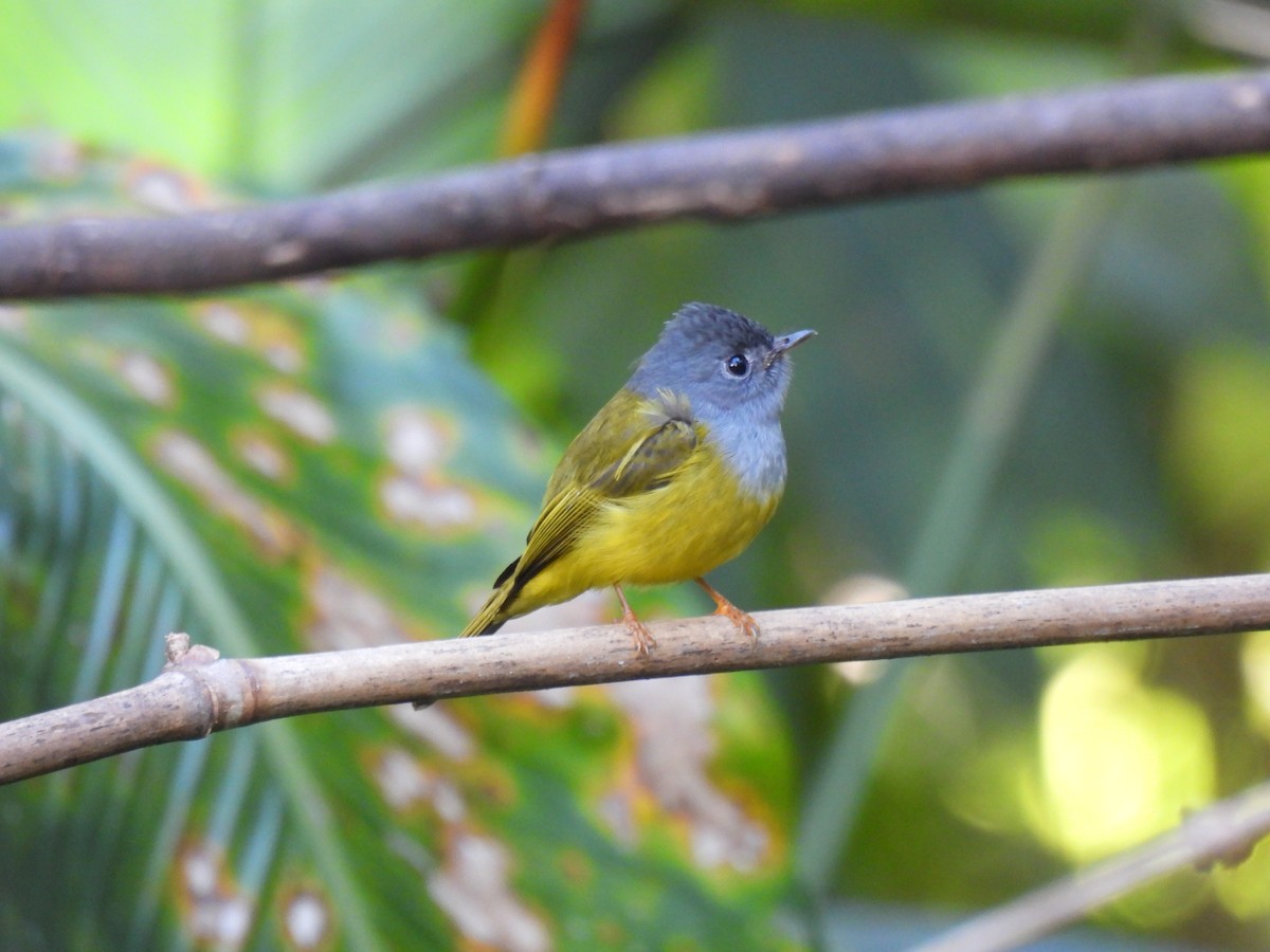 Gray-headed Canary-Flycatcher - ML645595449