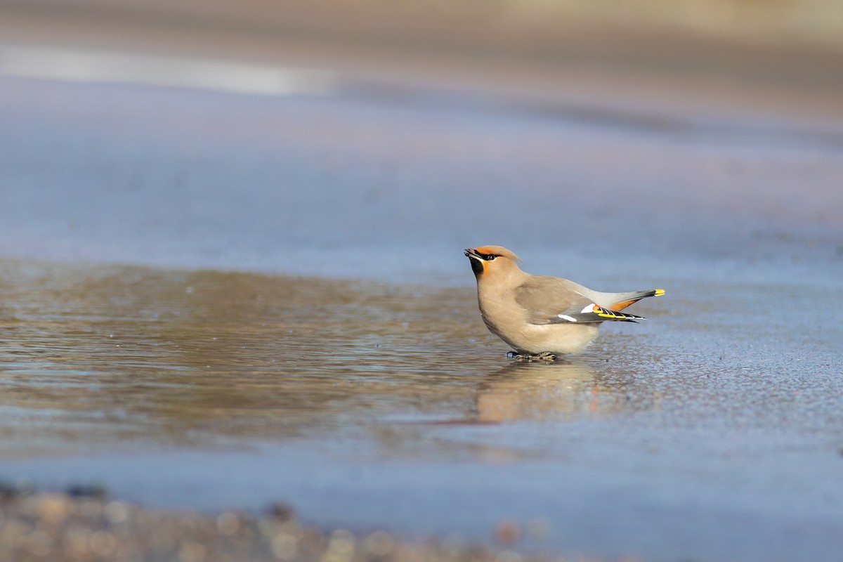 Bohemian Waxwing - ML645595452