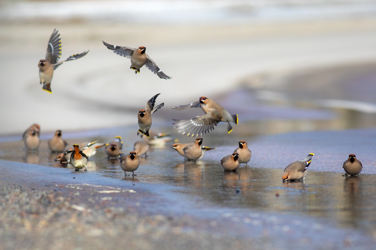 Bohemian Waxwing - ML645595453
