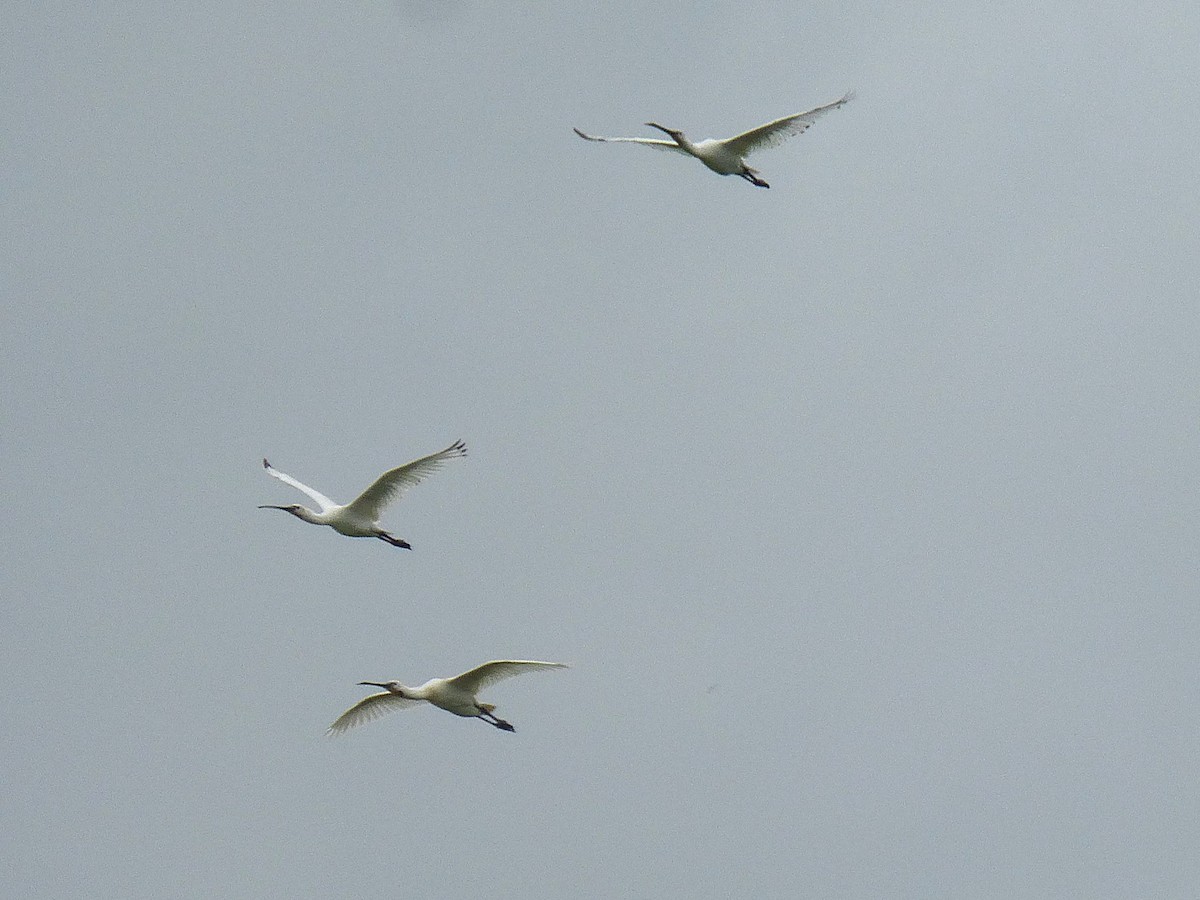 Eurasian Spoonbill - ML645595463