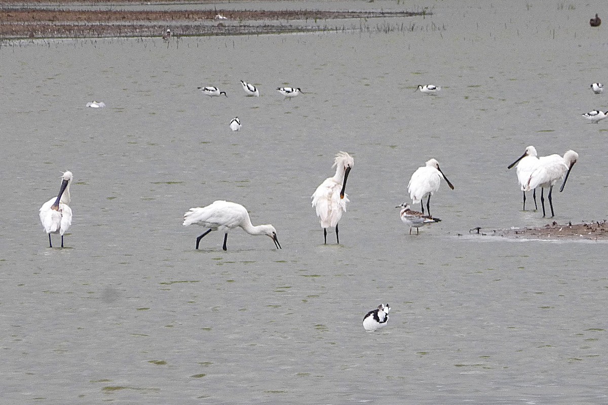 Eurasian Spoonbill - ML645595464