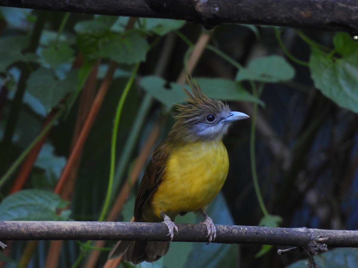 White-throated Bulbul - ML645595467