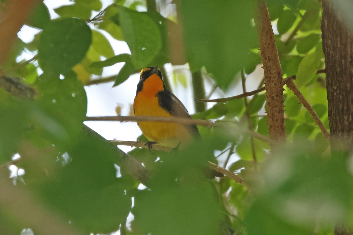 Narcissus Flycatcher - ML645595471