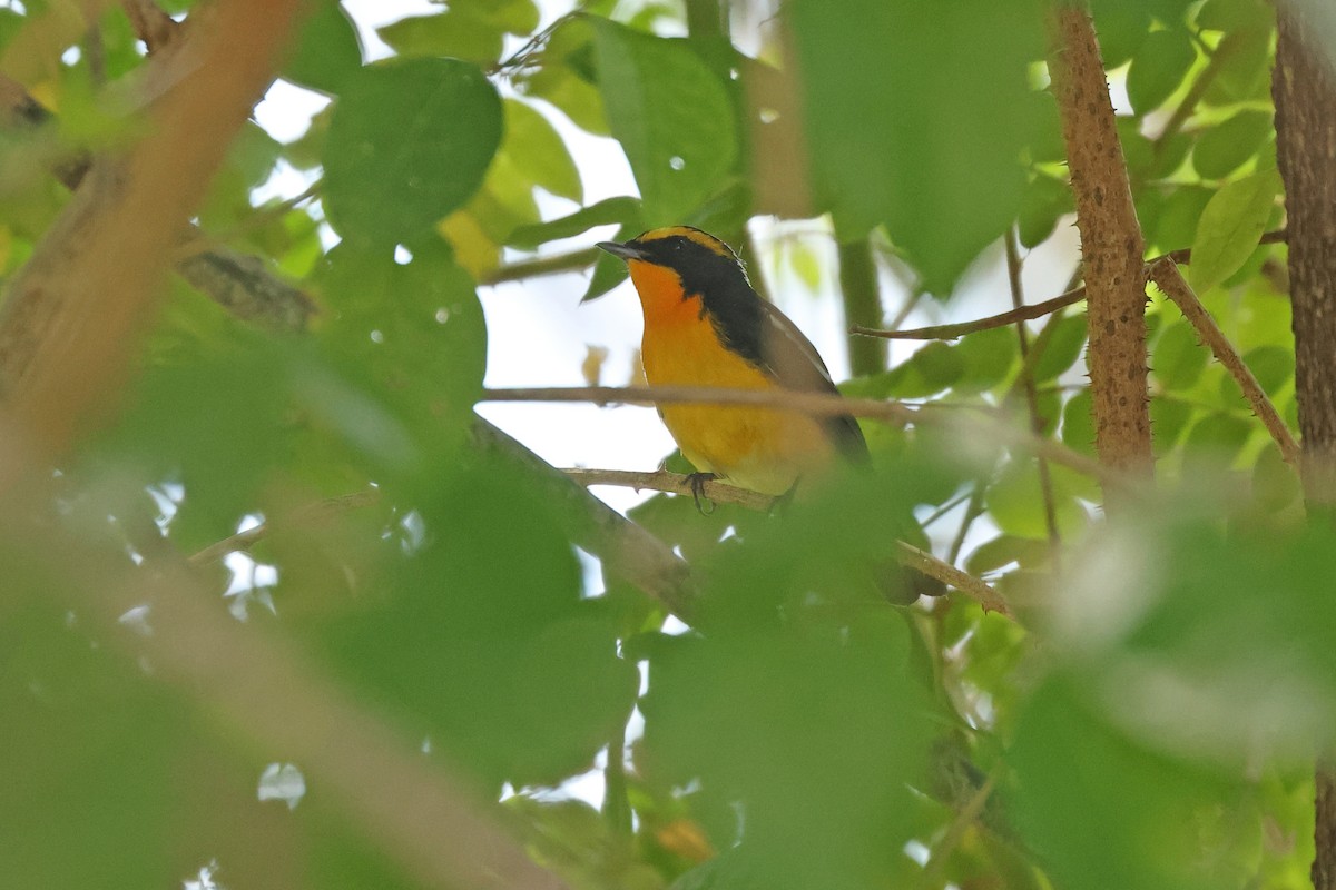 Narcissus Flycatcher - ML645595472