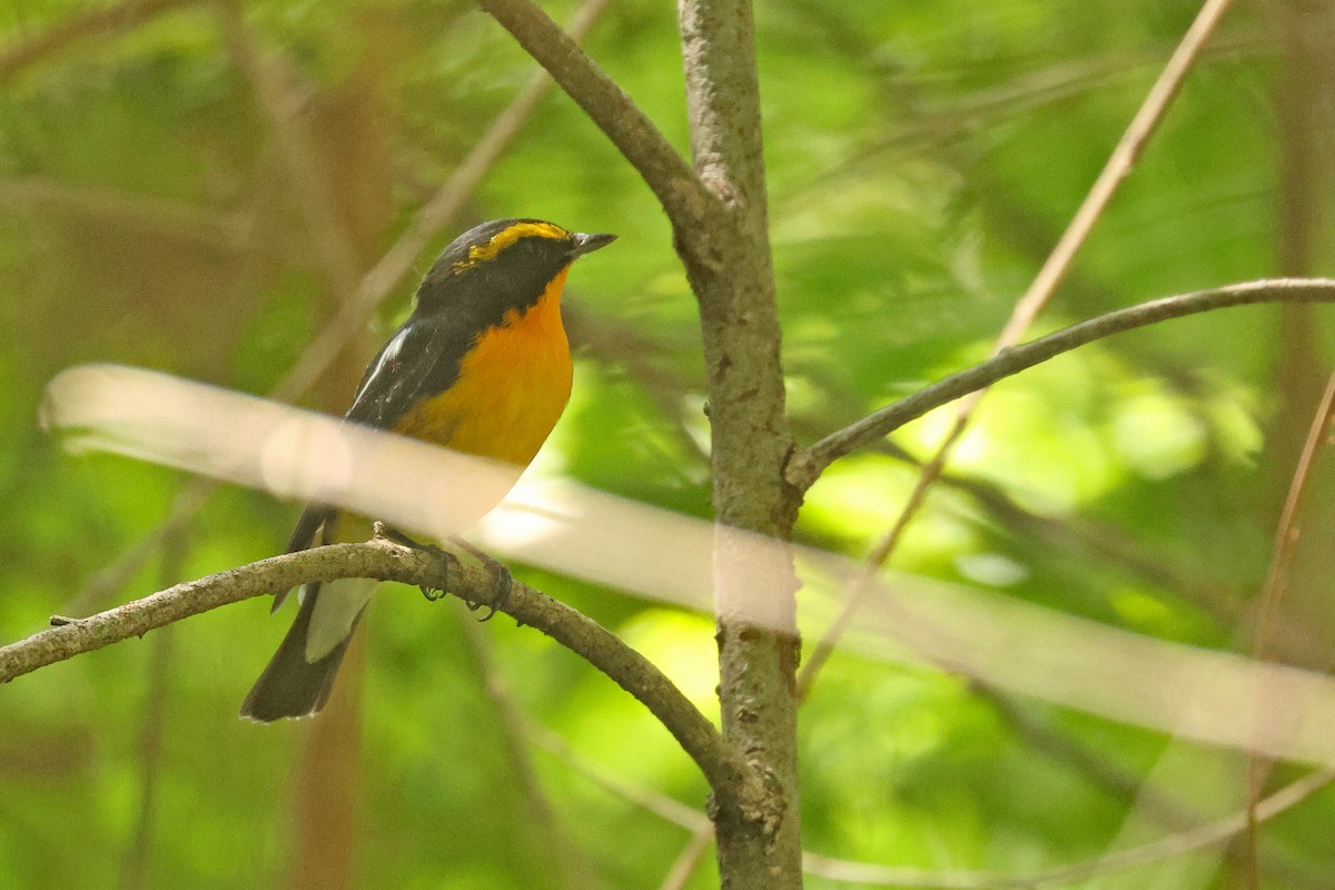 Narcissus Flycatcher - ML645595473