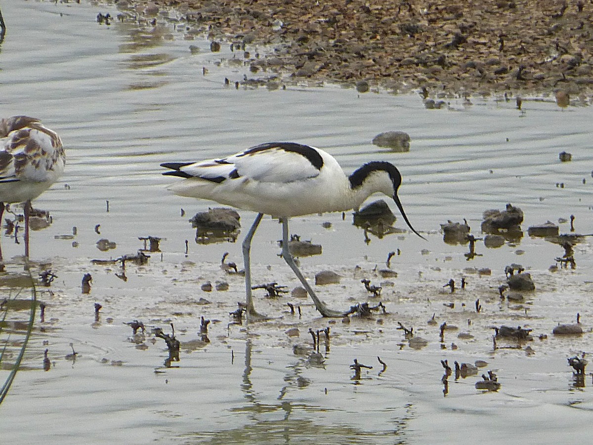 Pied Avocet - ML645595474