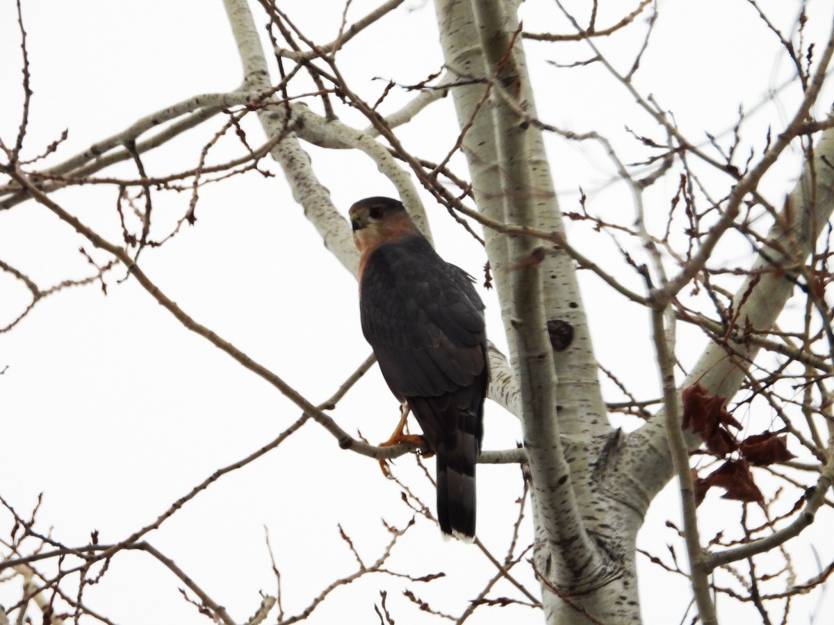 Épervier de Cooper - ML645595476