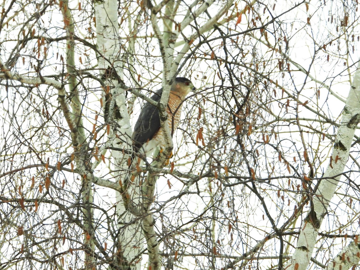 Épervier de Cooper - ML645595477