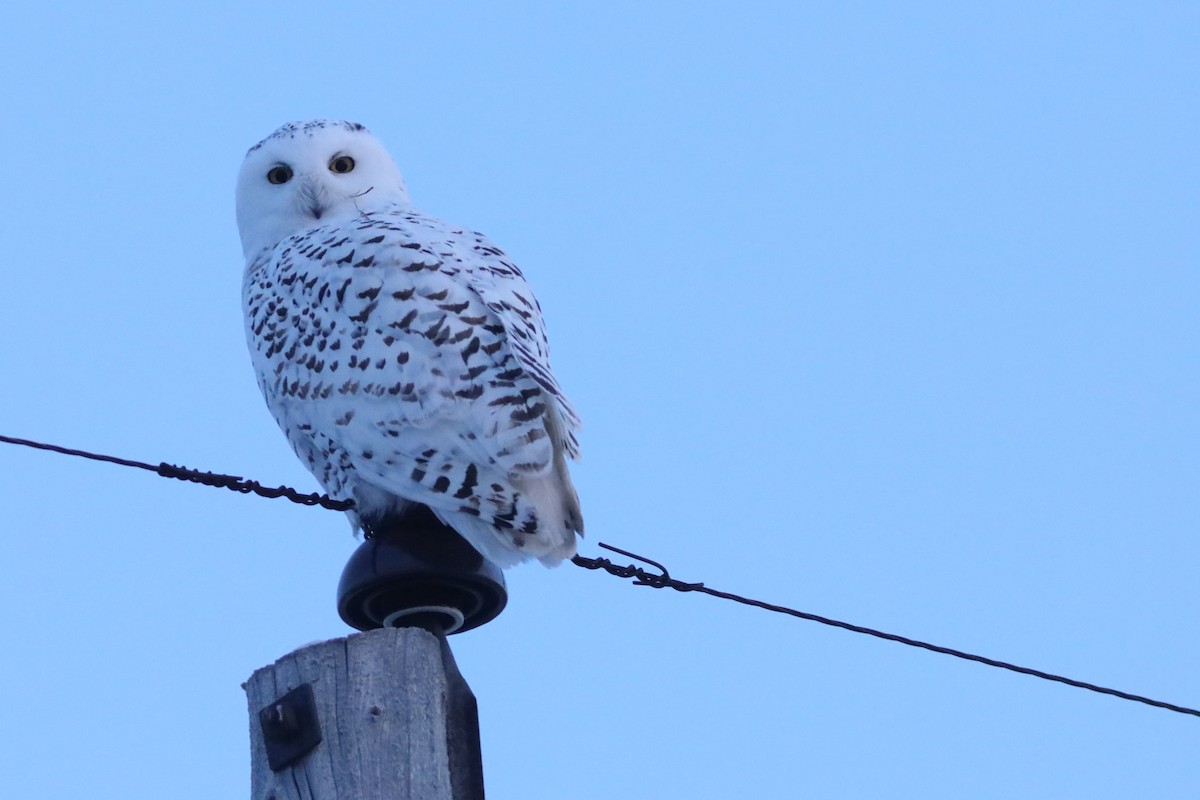 Harfang des neiges - ML645595478