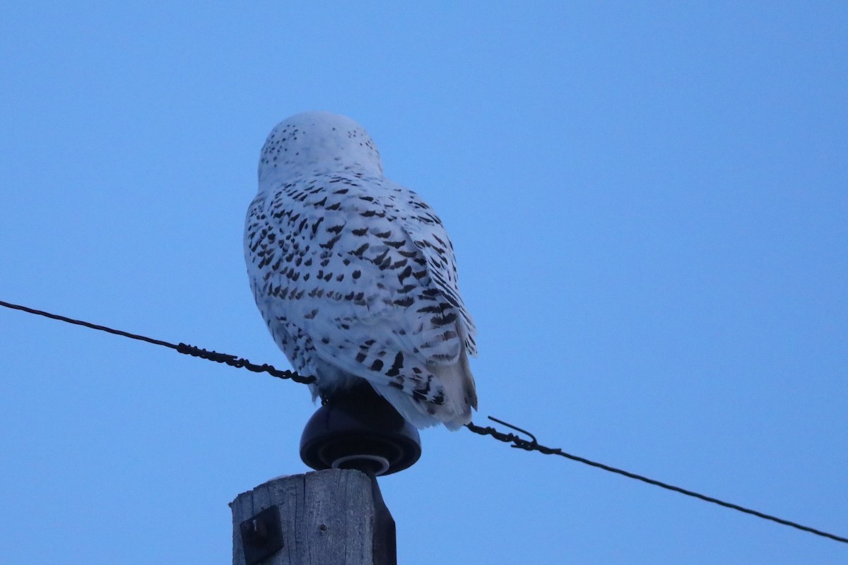 Harfang des neiges - ML645595479