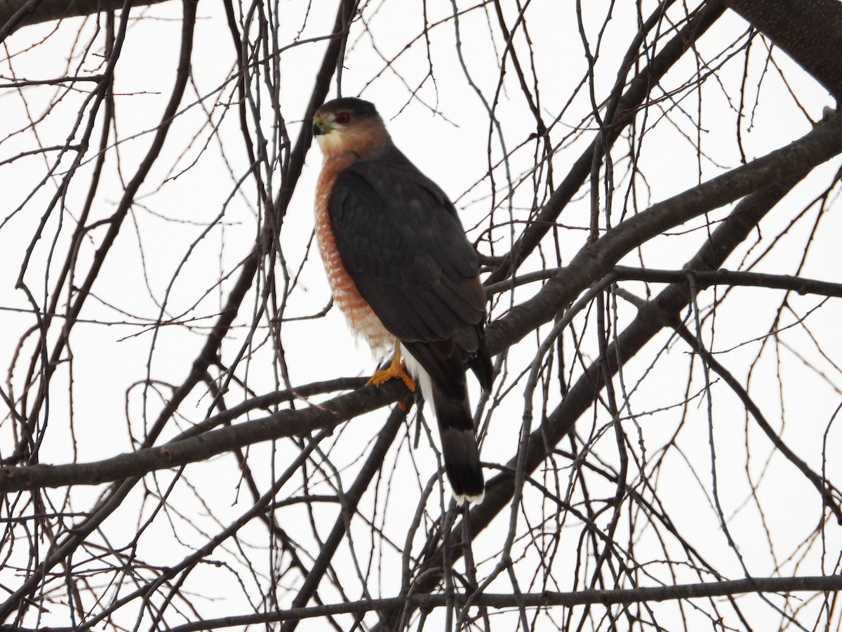 Épervier de Cooper - ML645595481