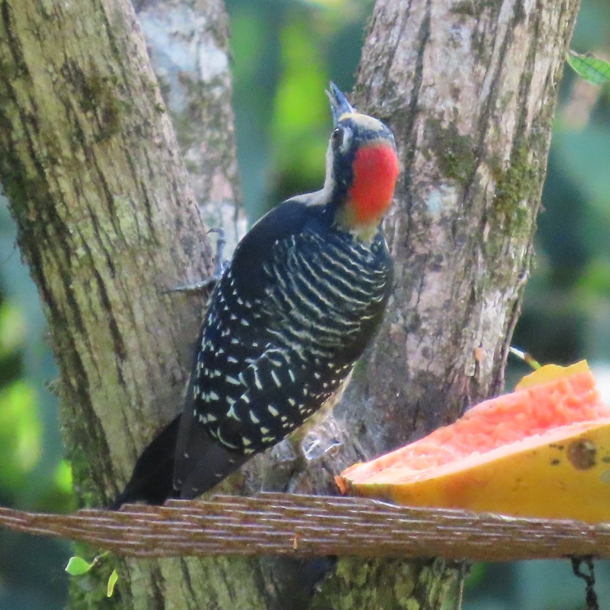 Pic de Pucheran - ML645595484