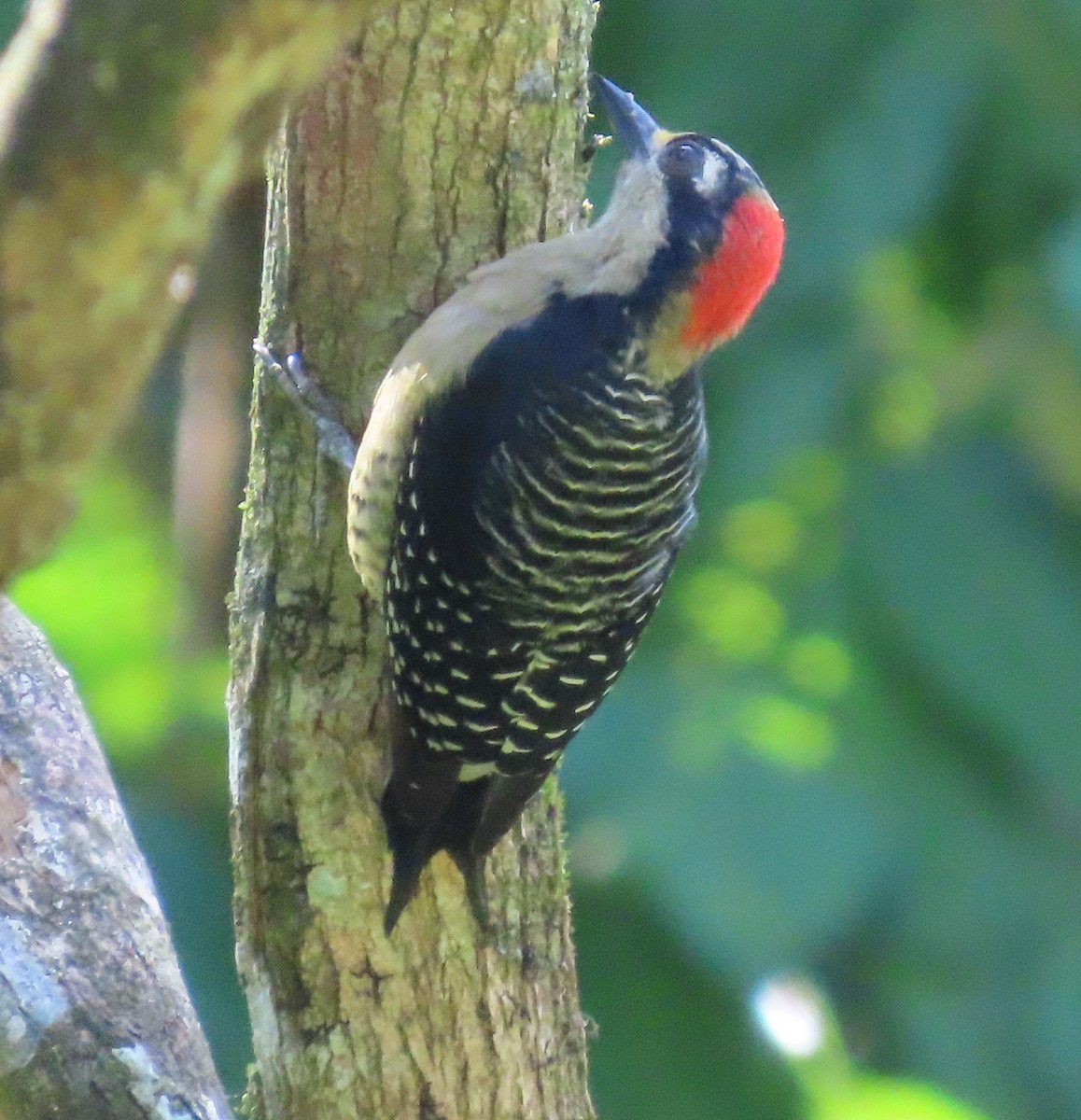 Pic de Pucheran - ML645595485