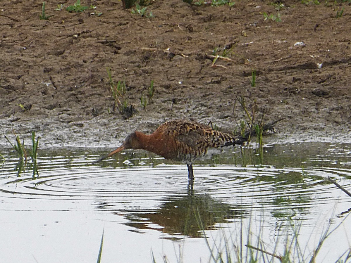 Barge à queue noire - ML645595486