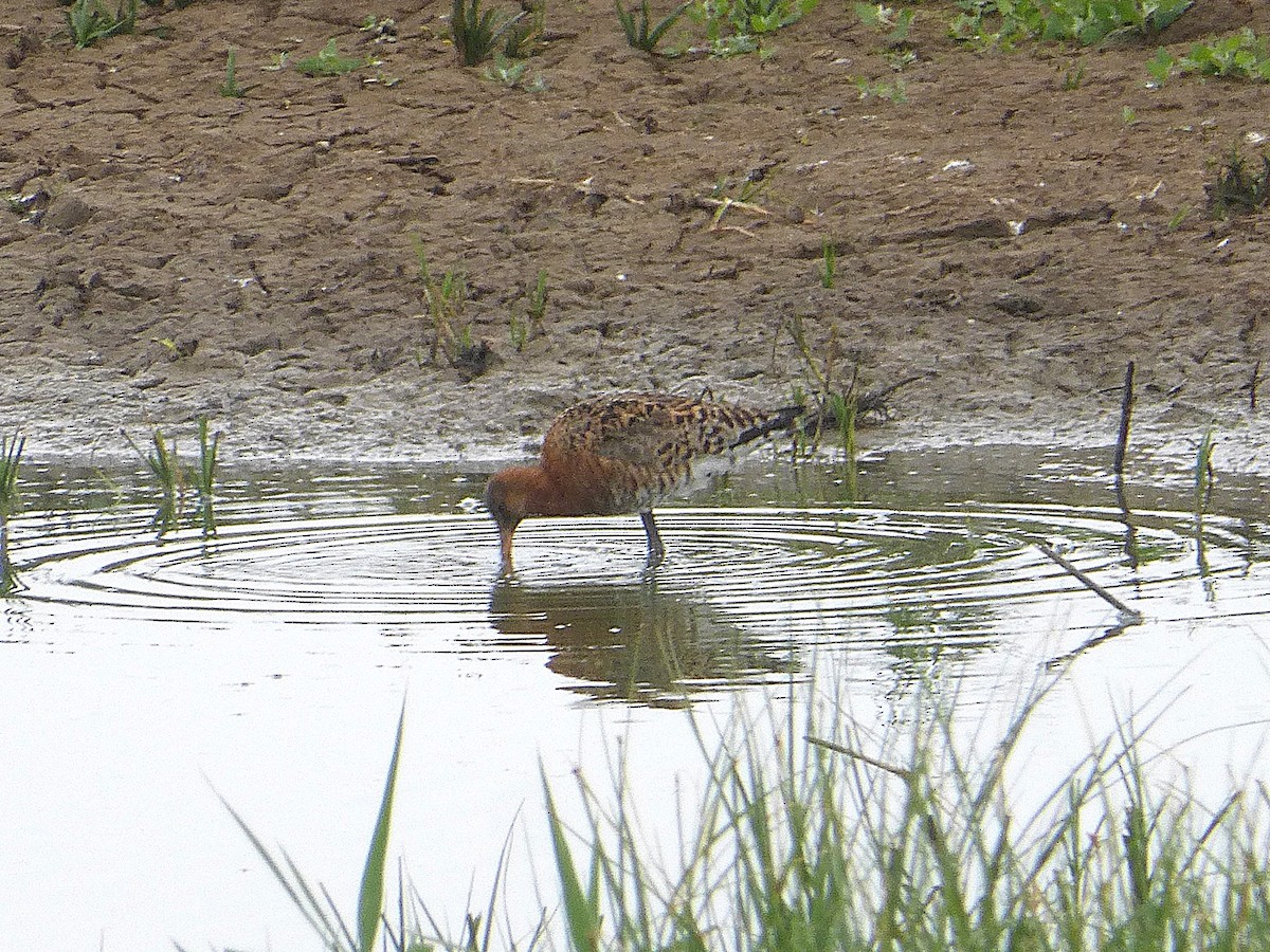 Barge à queue noire - ML645595487
