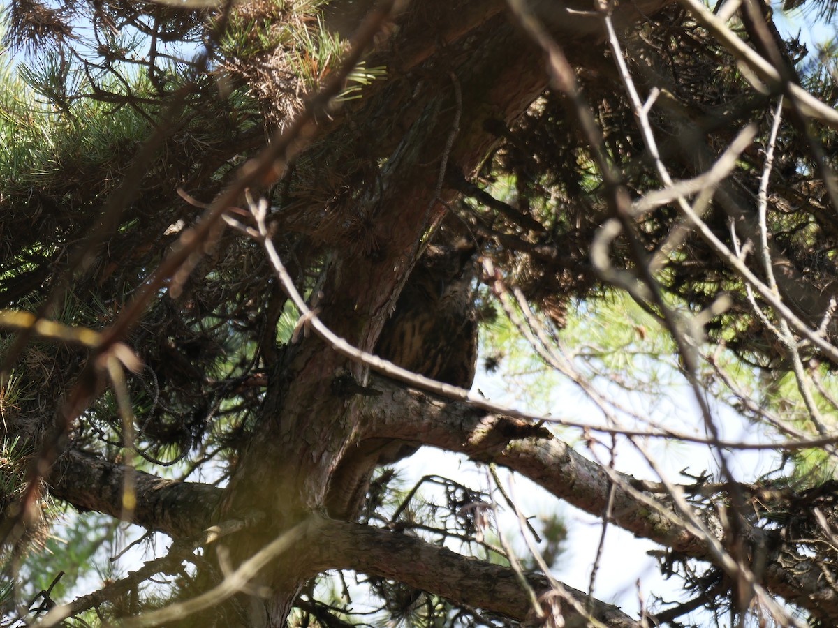 Grand-duc d'Europe - ML645595488