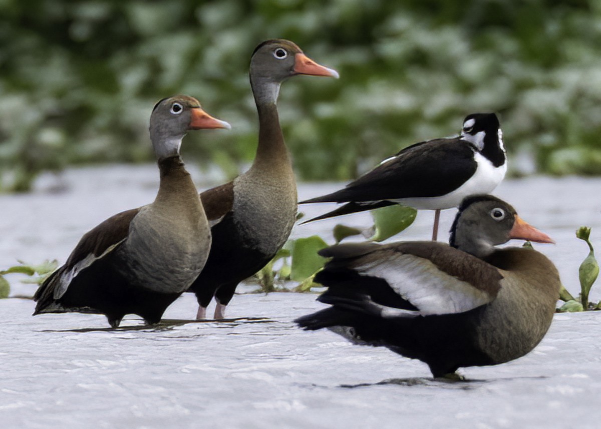 Dendrocygne à ventre noir - ML645595490